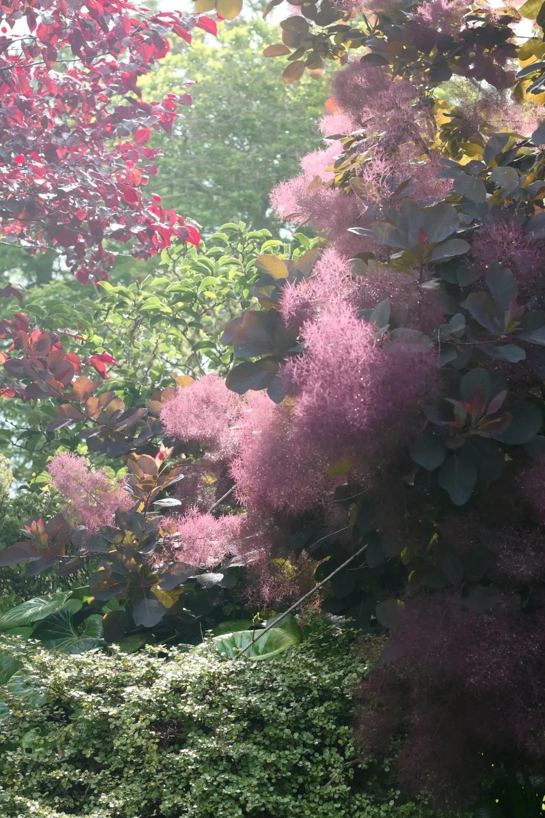 建一座完全不打药的生态花园,所有生命在这里和谐共处,值得收藏