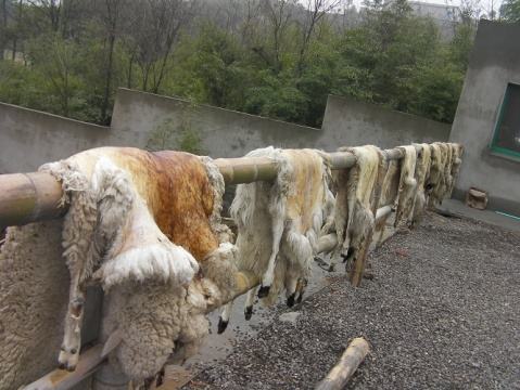 摩洛哥古法制皮视频,摩洛哥皮革制作全过程