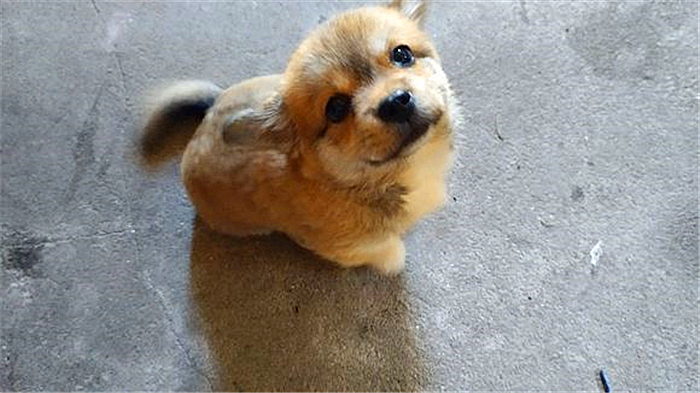 农村养狗不拴狗绳违法吗,家庭养狗及遛狗有何规定