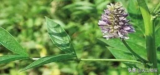 野外发现珍贵的植物千万要注意,新疆南疆常见荒漠野生植物