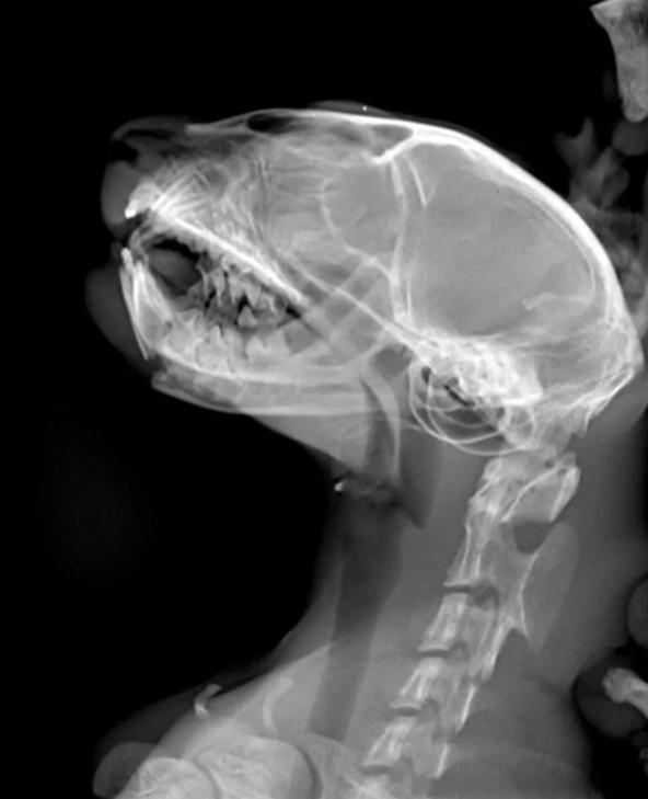 怎么判断小猫咪骨折,小猫咪脊椎受伤最佳恢复方法