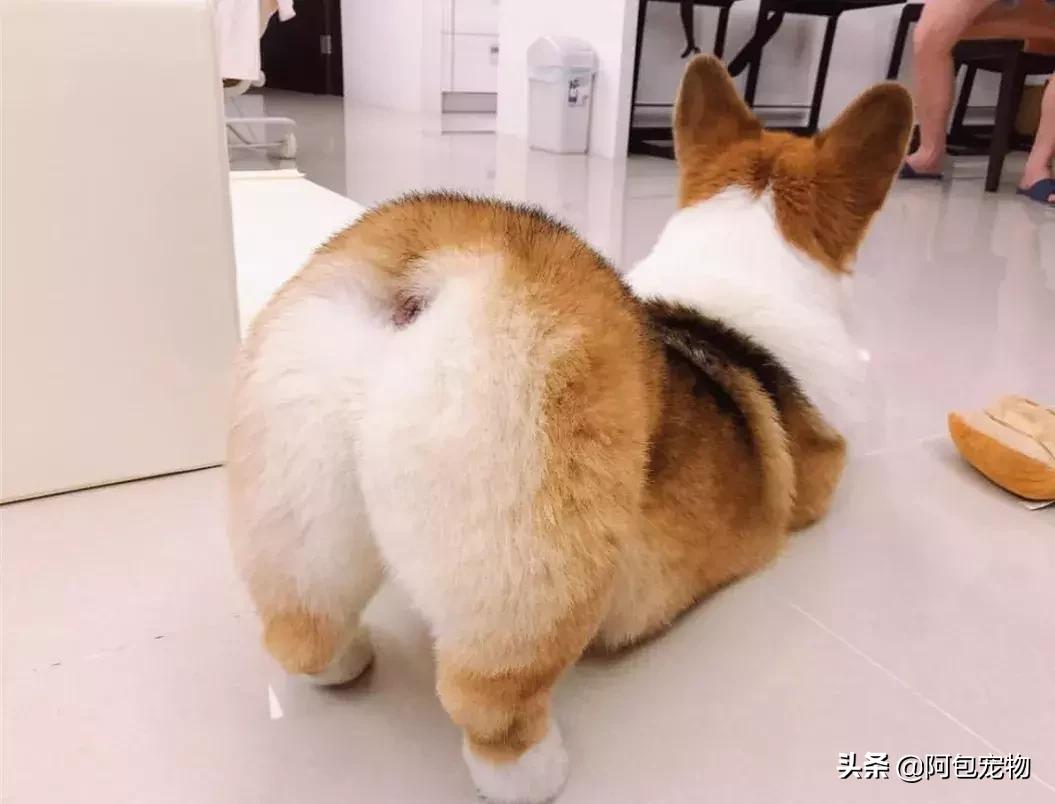 2019柯基国家展,首届柯基