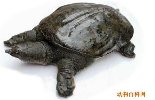 鳖怎么吃,鳖怎样吃