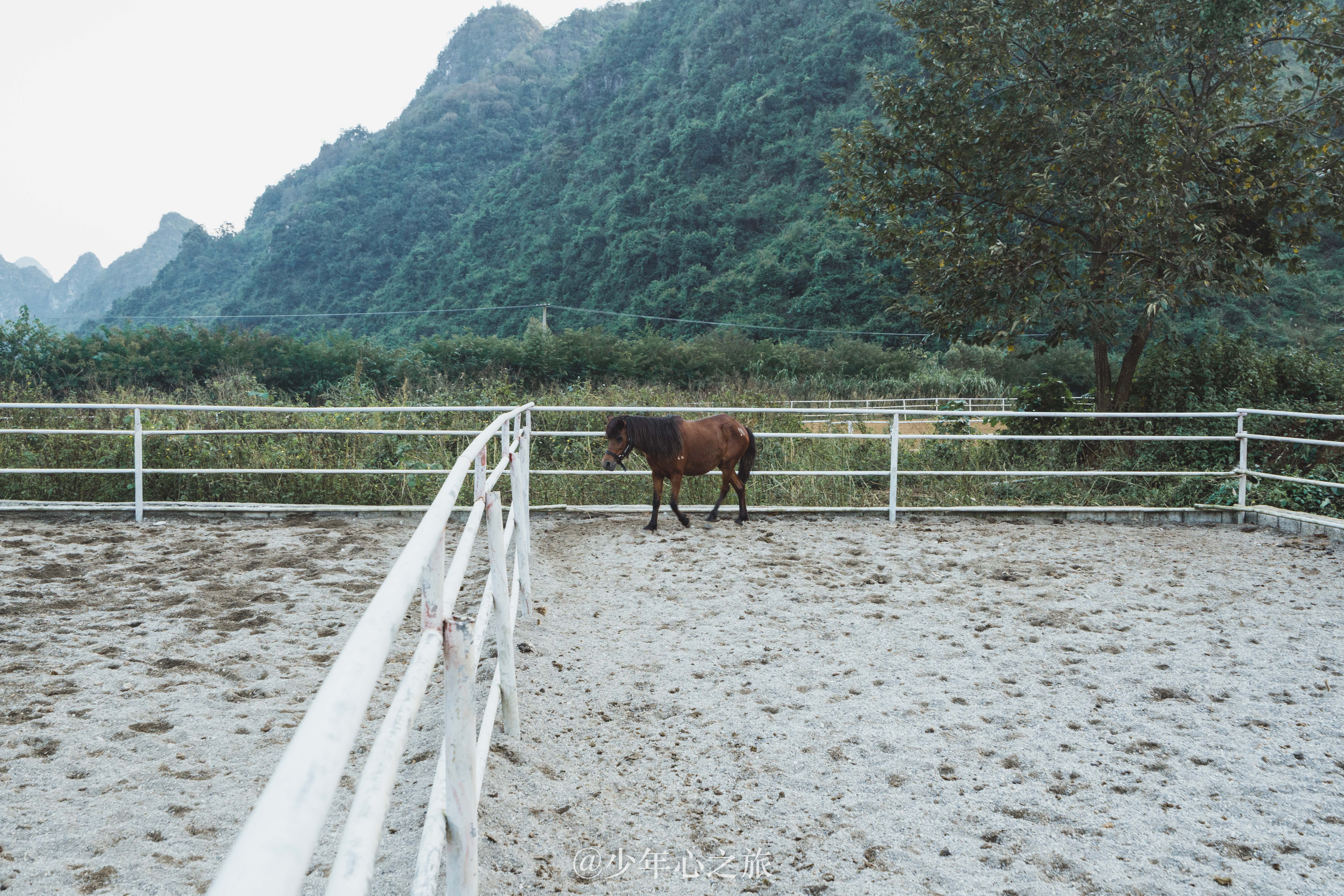 广西百色有一种奇马,矮人一等,却曾经是朝廷贡品