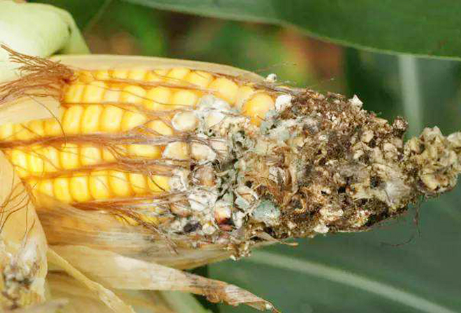 玉米穗腐病最佳防治时间,玉米穗期病虫害有哪些
