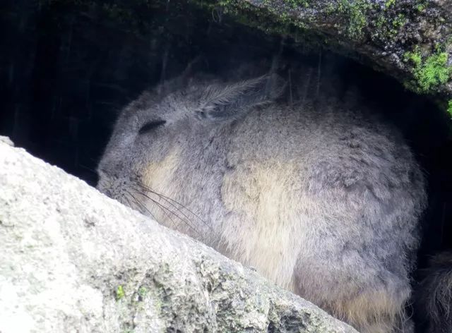野外的龙猫长什么样子,野外的龙猫生活在哪里