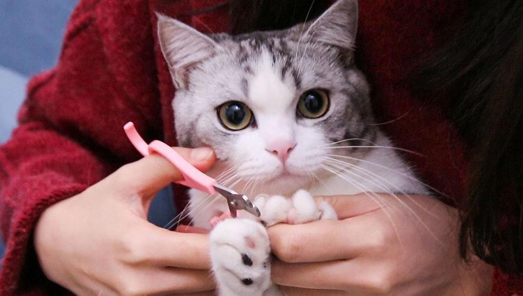 猫为什么爱磨下巴,猫为什么爪子挠沙发