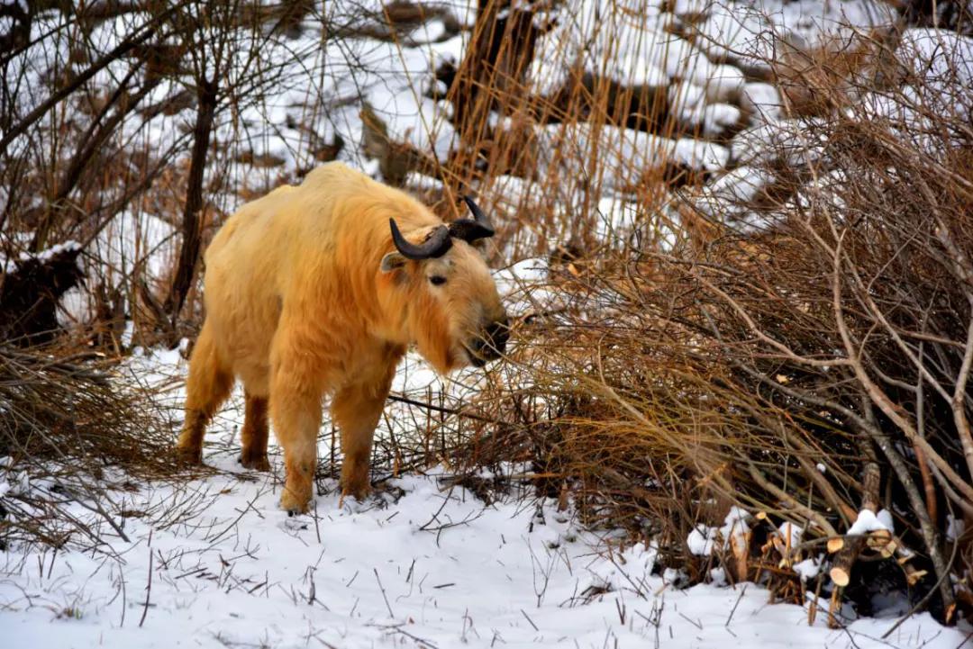 秦岭小九寨沟黄柏塬,陕西秦岭九寨黄柏源