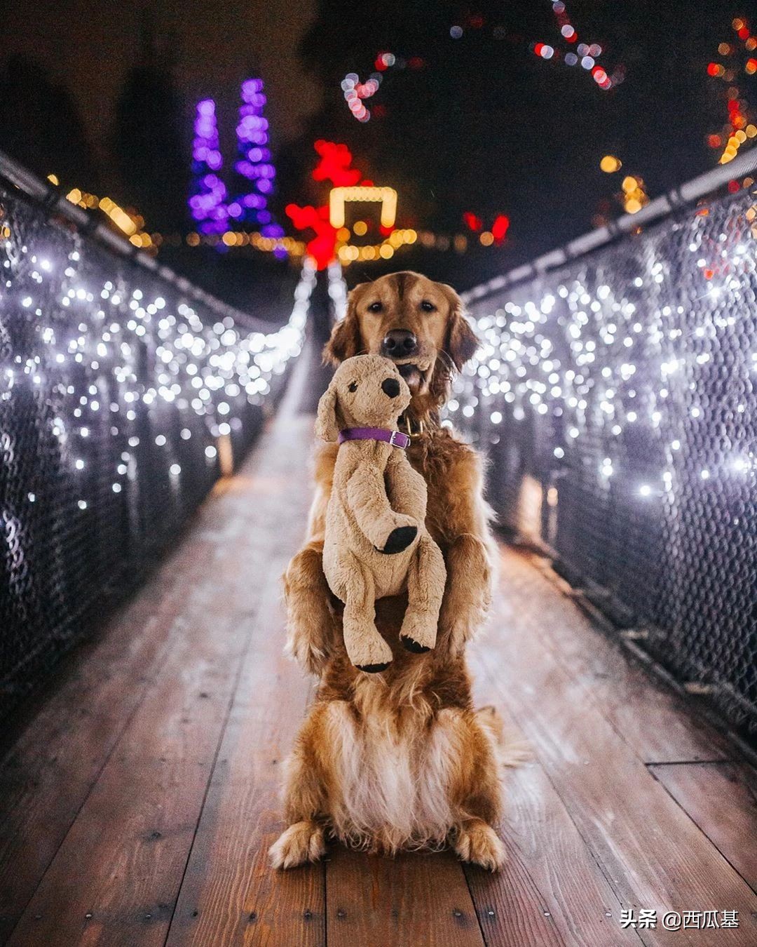 金毛出去耍了带东西回来,金毛带金毛去水上乐园