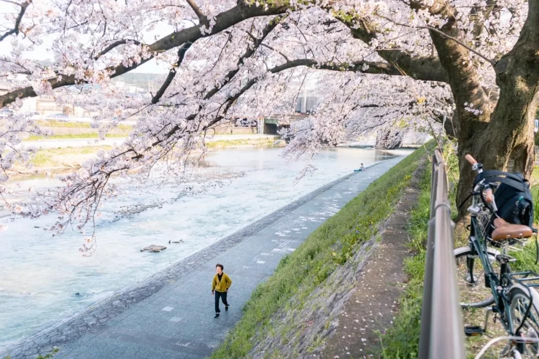 樱花前线2022年,2022第一场樱花