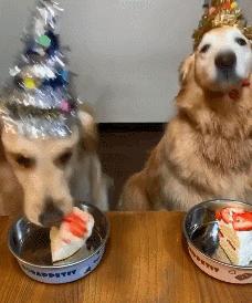 狗子吃东西还是很瘦怎么办,狗吃饭狼吞虎咽怎么纠正