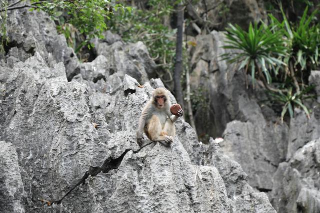 这里虽然风景如画人们生活的却很凄惨没日没夜的追着大船讨生活