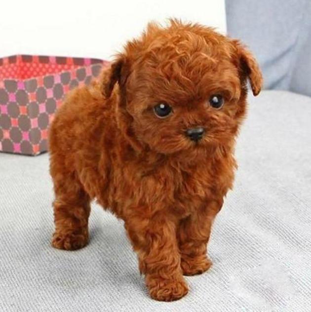 为什么泰迪犬的毛越来越白,为什么泰迪有黑棕灰