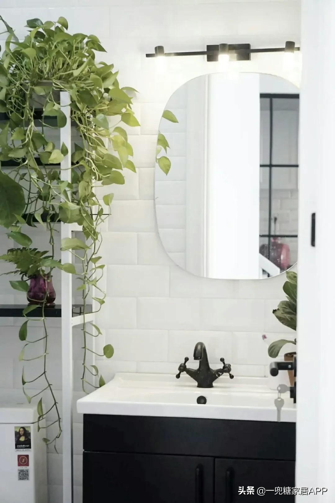 手残党绿植大全,给大家推荐几款超好养的绿植