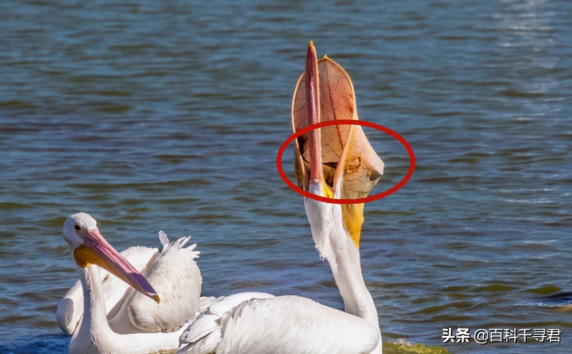 鹈鹕吞猎物到肚子里是怎么样的,鹈鹕会吞掉同类吗