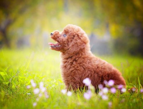 最受欢迎的十种狗狗排名,全世界最受欢迎的十种狗狗