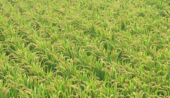 晚上游四方,游四方下联