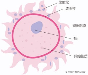 刚刚怀孕需要做什么检查吗,刚刚怀孕要做什么