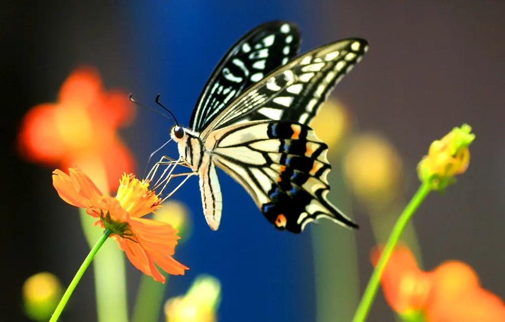 创意课漂亮的蝴蝶,创意美术课程蝴蝶