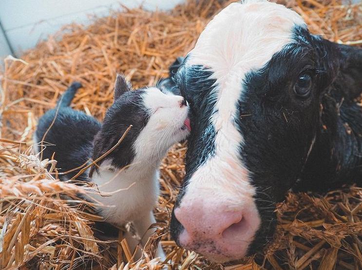 牧牛场闯进不速之客 (牧牛不速之客视频)