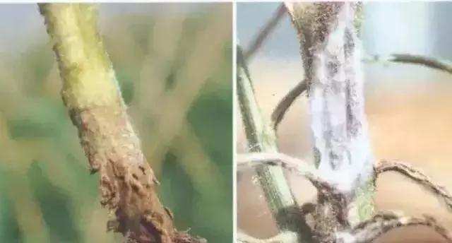 烂脖子怎么治疗最有效,烂脖子病和茎基腐病一样吗