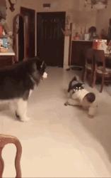 4个大男人拼命去拱猪屁股，这是在干啥？猪：吃不消了一个一个上