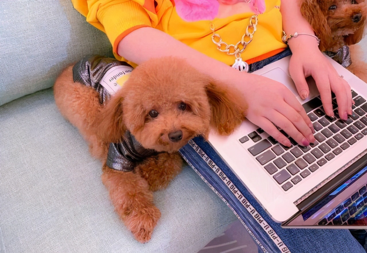 最好养的狗狗是哪种狗狗,最适合养的狗狗前十名