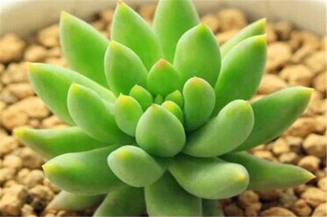 千佛手多肉如何养老桩好看,多肉千佛手好养吗