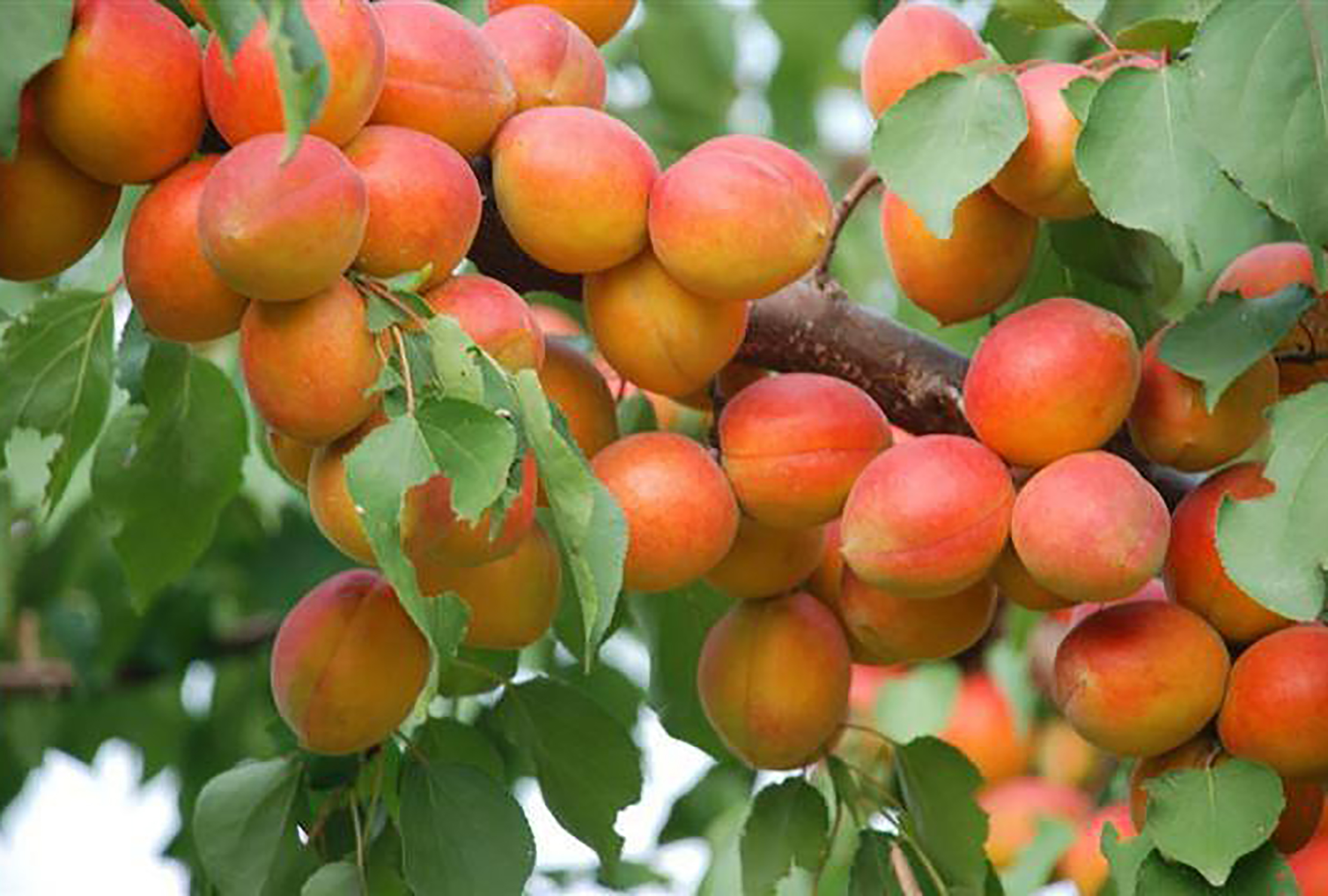 杏林属于中医的别称吗,杏林在中医里面有什么典故