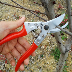 苹果树树势弱怎么办,苹果弱树怎么修剪