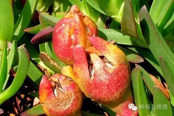 世界10大坑人黑暗水果，最后一种你可能还吃过…