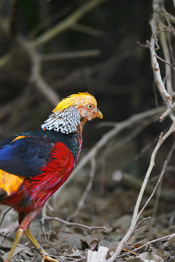 索尼fe50mmf2.5gm测评,索尼fe24f1.4gm大师镜头评测