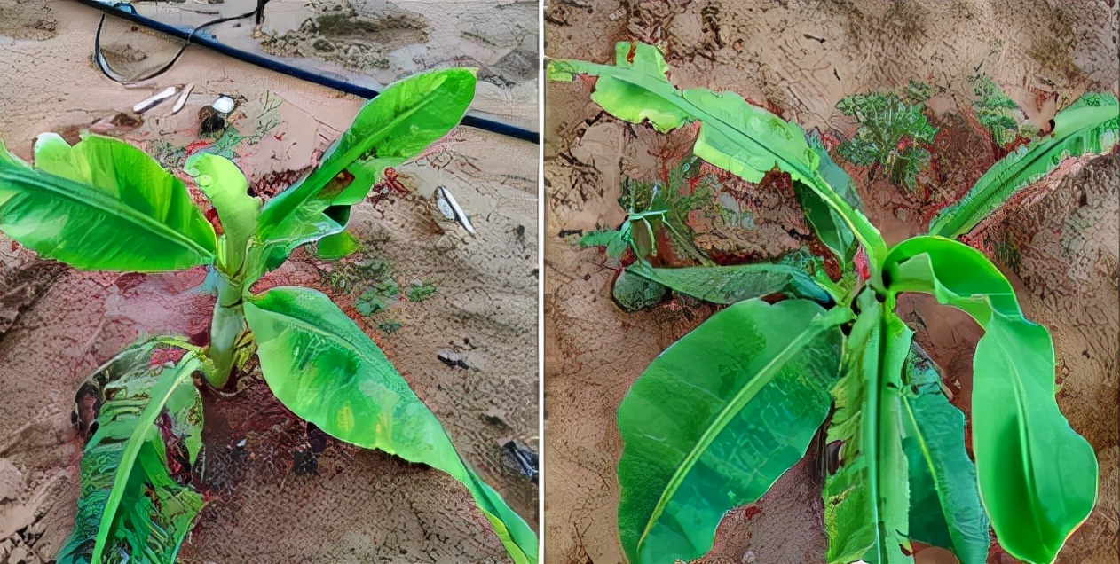 香蕉苗期喷赤霉素是否快速生长,香蕉苗期病虫害防治技术