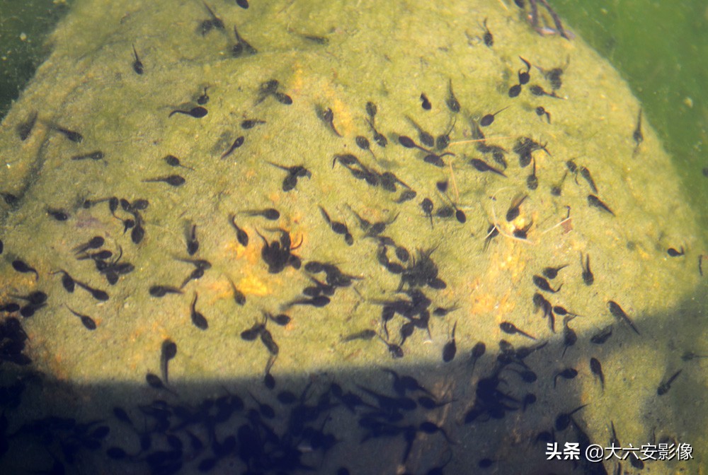 惊蛰到万物复苏的季节,惊蛰到万物醒大班绘本