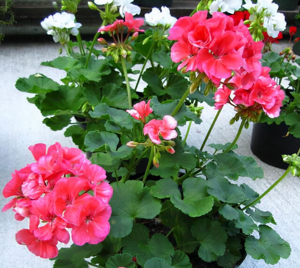 观花最好养的植物,5-10月适合养什么花