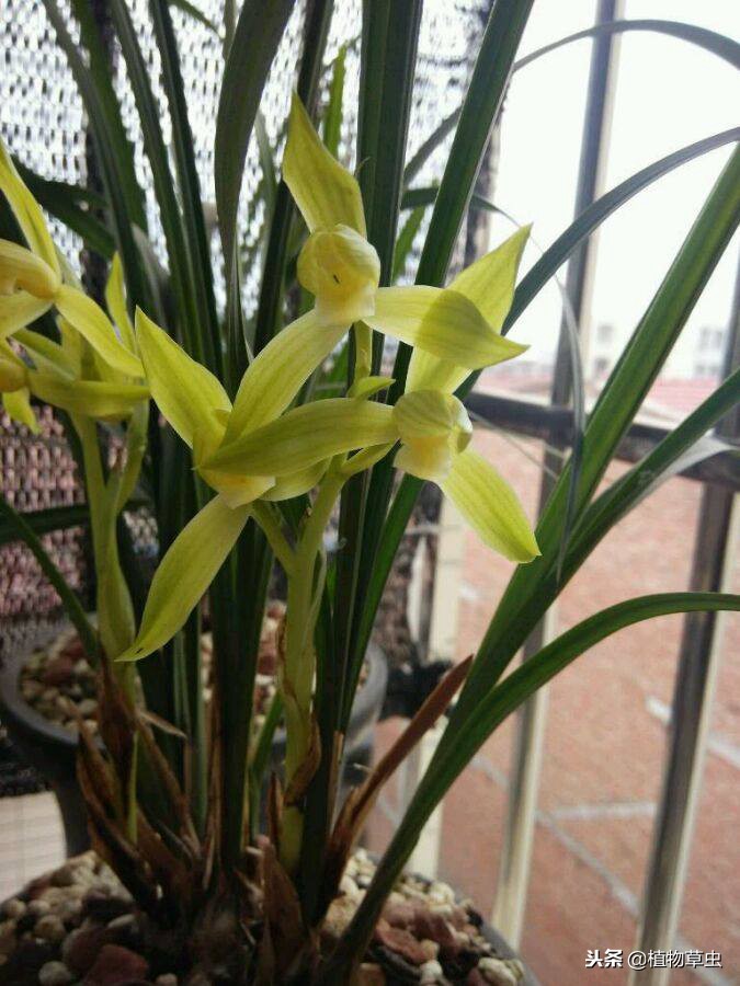 种植兰花松树皮和植金石的比例,植金石松树皮养兰花多久浇水