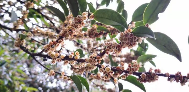 绵绵细雨江南雨,绵绵春雨雨中赏花
