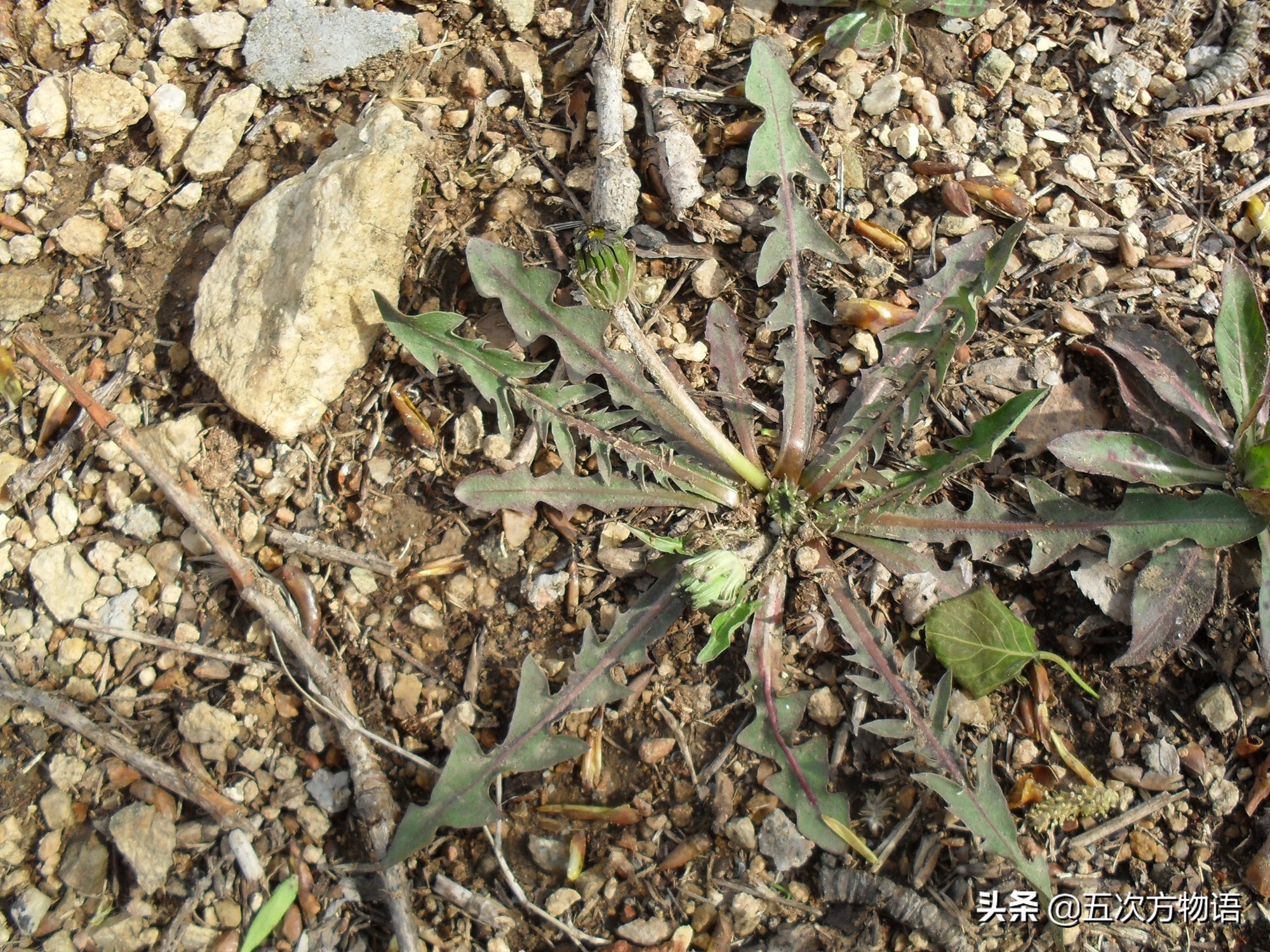 带你详细了解蒲公英,想了解一下蒲公英的图片