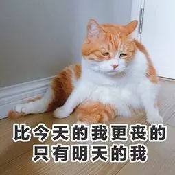 养猫药物,铲屎官必备养狗神器