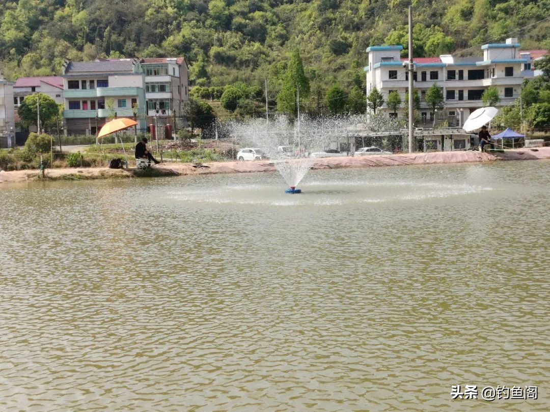 黑坑正钓总是不开口是什么原因,钓黑坑鲤鱼别人上鱼自己总是没口