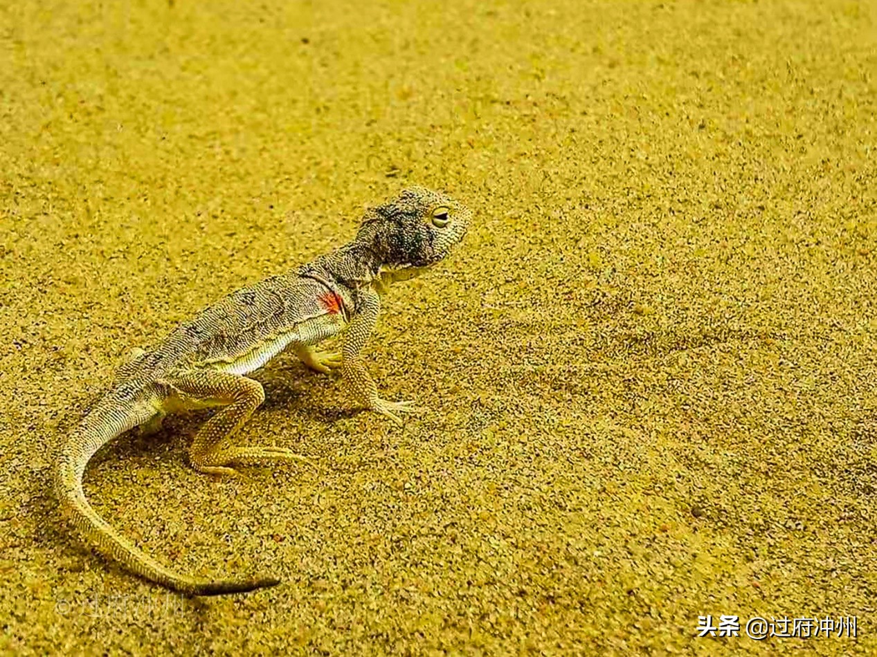 内蒙古荒漠,探索腾格沙漠