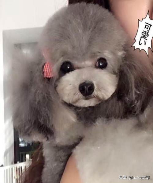 如何选购正宗泰迪犬,怎么买泰迪犬