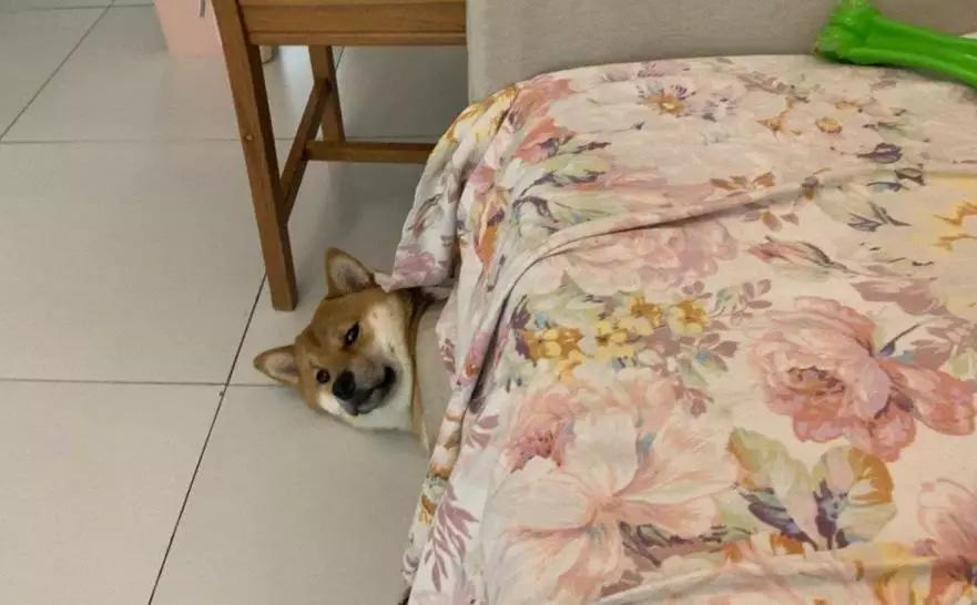 铲屎的都是因为啥和狗吵架，原谅我笑出了声