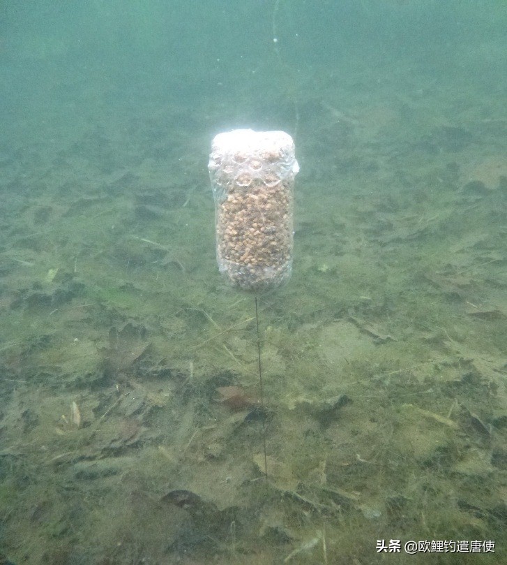 老外钓鱼打窝,老外打窝钓鱼视频大全