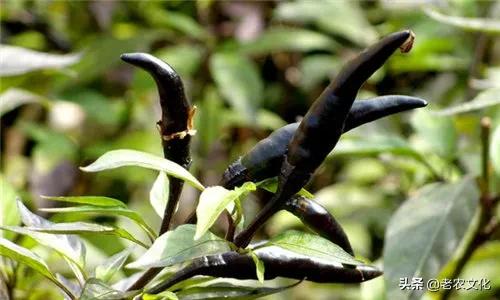 农村大叔种了10亩这种黑辣椒，2年后进城给孩子买了学区房！