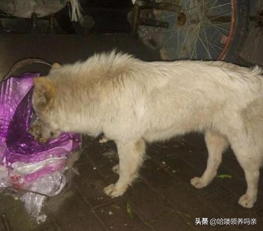 狗狗出现呕吐是什么原因造成的呢,狗狗呕吐的这4个原因