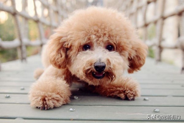 泰迪修剪造型方法与详细步骤,夏季给狗狗修剪毛发