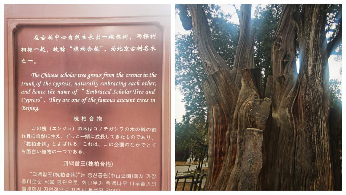 北京的园子有哪些,记忆中的老北京公园