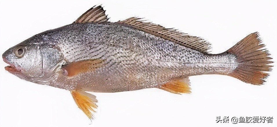 鱼胶做法最简单的方法,鱼胶的做法大全最好吃