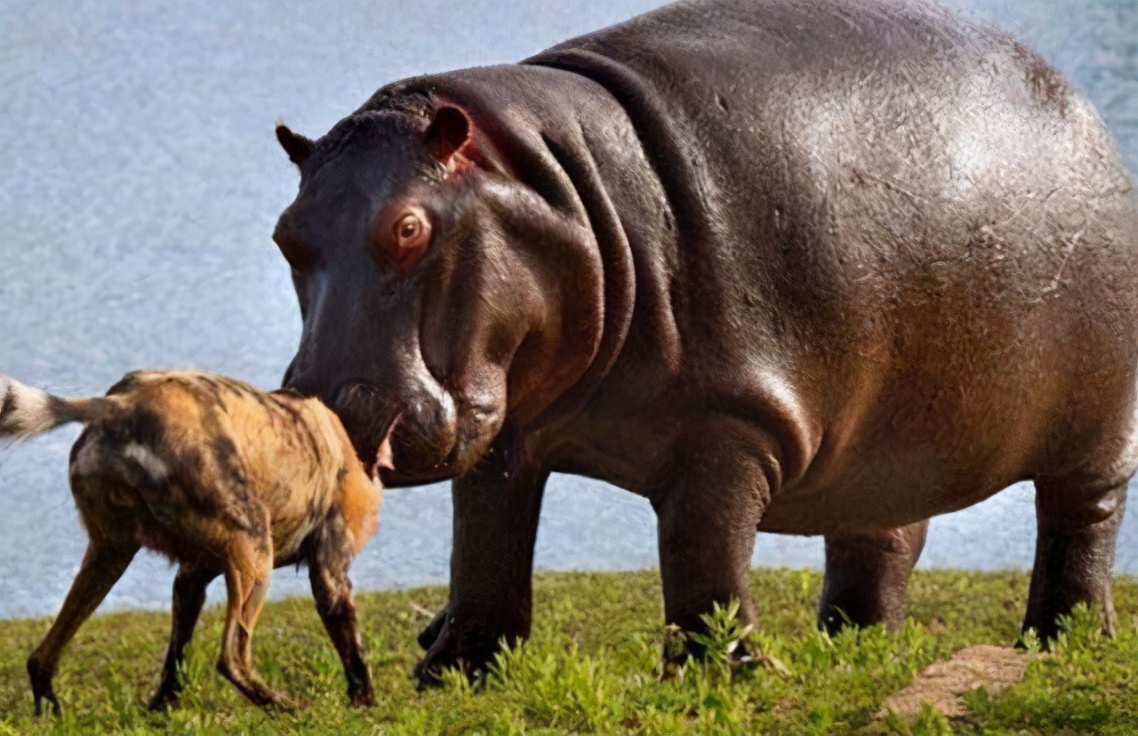 顶翻狮子、口撕鳄鱼的河马，到底有多恐怖？非洲只有一物能制服它
